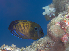 Dusky Angelfish photo 4
