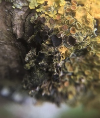 Xanthoriicola physciae