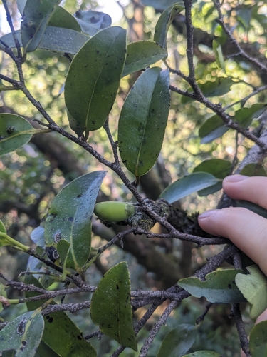 Image of Diospyros sandwicensis by no rights reserved