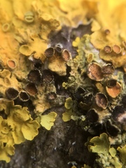 Xanthoriicola physciae