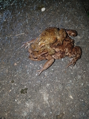 Bufo bufo