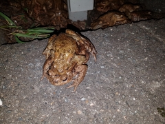 Bufo bufo