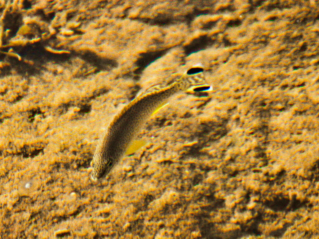 Yellowtail Grunter From Port Hedland WA Australia On October 12 2023 yellowtail-grunter-from-port-hedland-wa-australia-on-october-12-2023