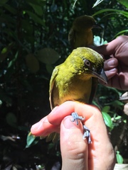 Chlorothraupis carmioli