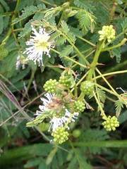 Mimosa quitensis
