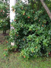 Iochroma fuchsioides
