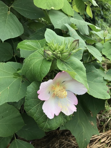 Image of Hibiscus makinoi by no rights reserved