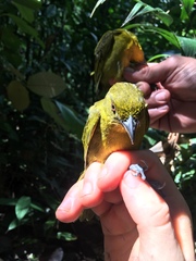 Chlorothraupis carmioli