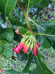 Iochroma fuchsioides