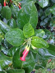 Iochroma fuchsioides