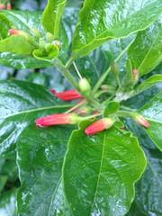 Iochroma fuchsioides