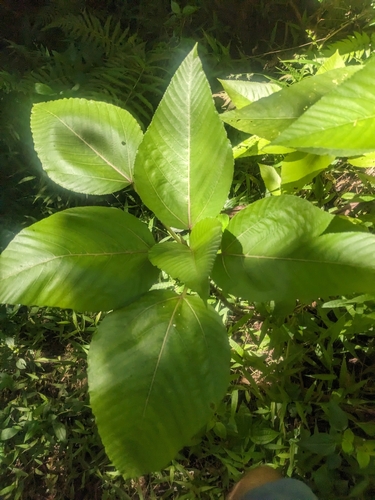 Image of Touchardia latifolia by no rights reserved
