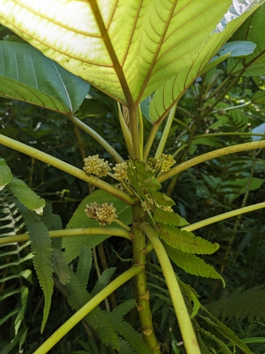 Image of Touchardia latifolia by no rights reserved