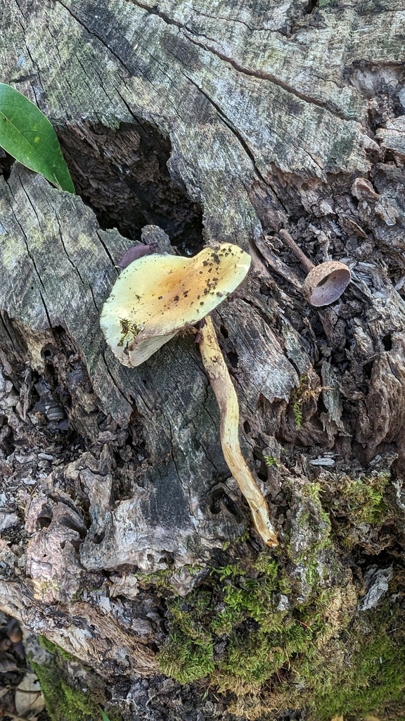 Hypholoma fasciculare · November 2023 · photo: © atsushi_nakajima_cirque (iNaturalist, cc-by)
