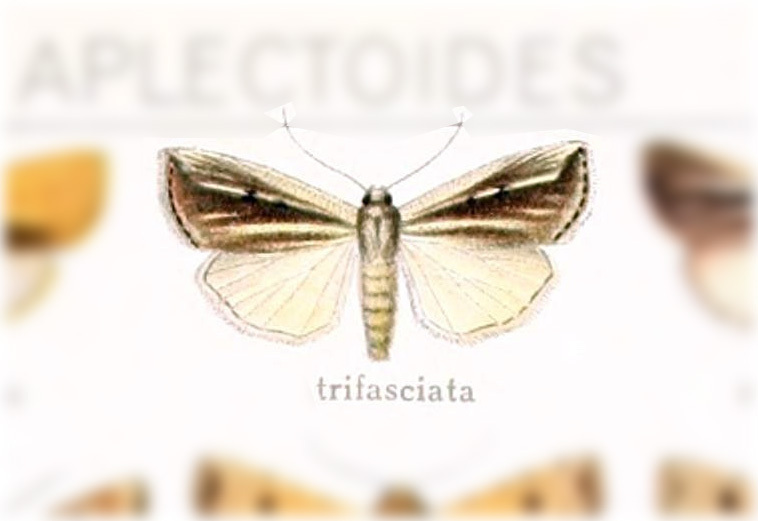 Praina trifasciata