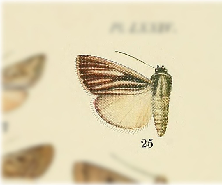 Praina radiata