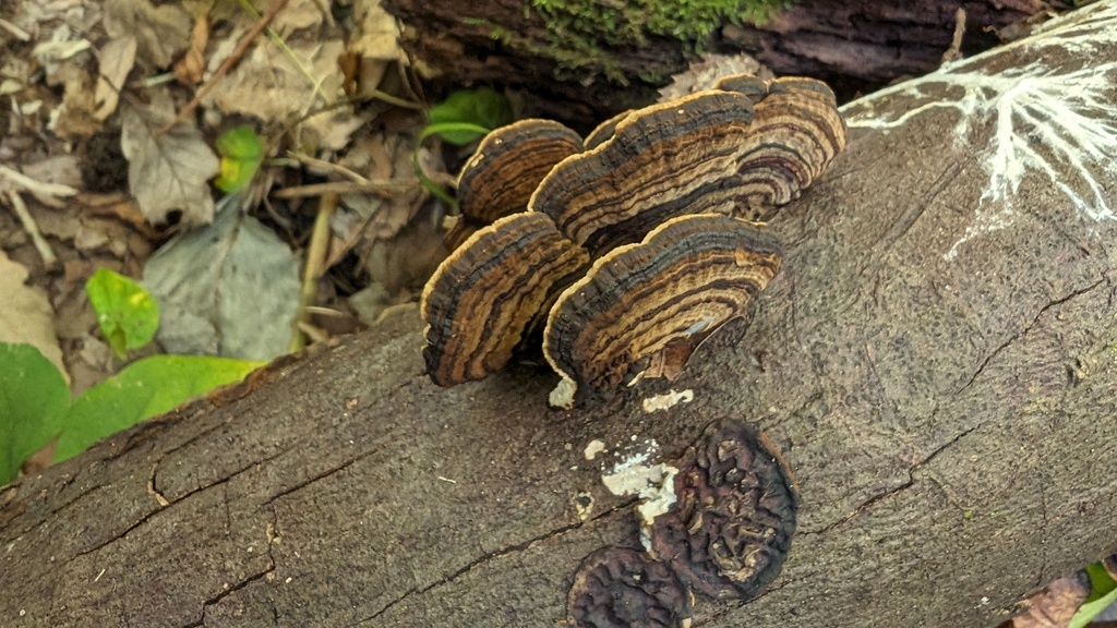 Daedaleopsis styracina · November 2023 · photo: © atsushi_nakajima_cirque (iNaturalist, cc-by)