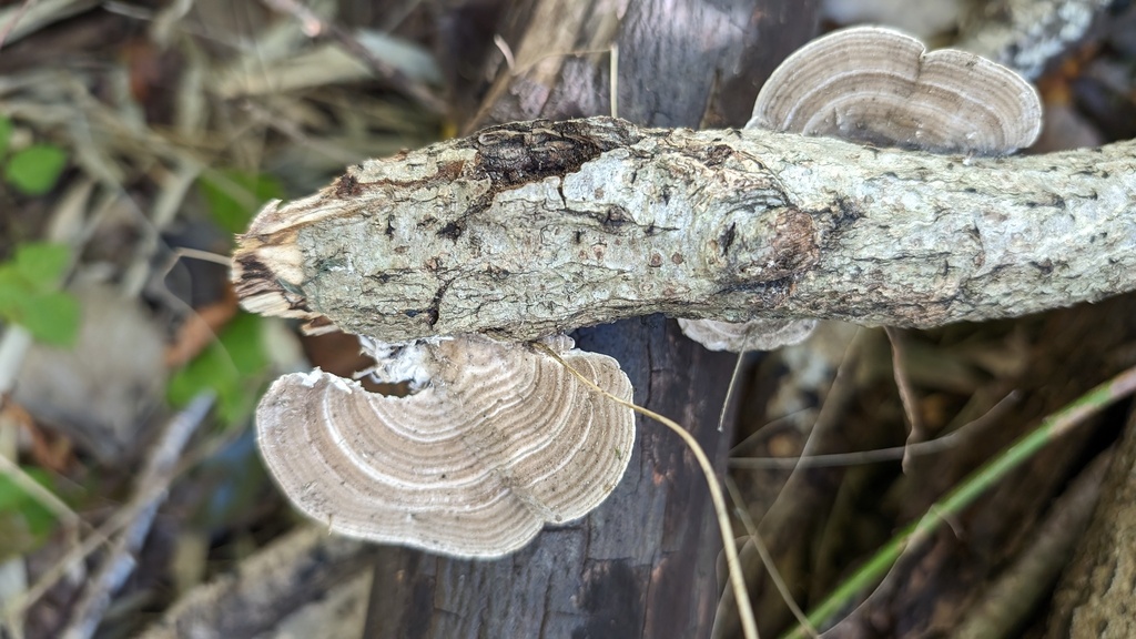 Trametes betulina · November 2023 · photo: © atsushi_nakajima_cirque (iNaturalist, cc-by)