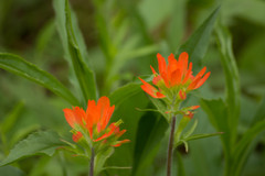 Castilleja coccinea