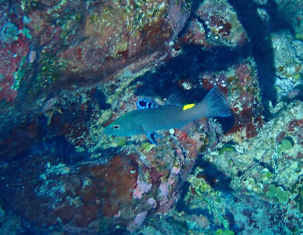 Arrow-headed Soapfish