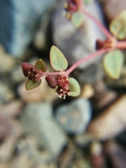 Euphorbia parishii