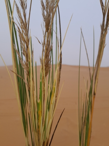 Image of Stipagrostis sabulicola by no rights reserved