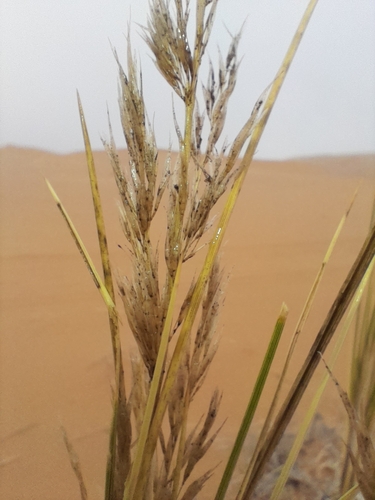 Image of Stipagrostis sabulicola by no rights reserved