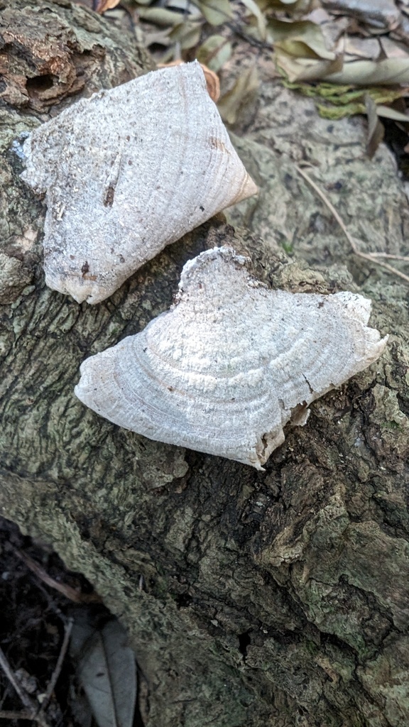 Trichaptum biforme · November 2023 · photo: © atsushi_nakajima_cirque (iNaturalist, cc-by)