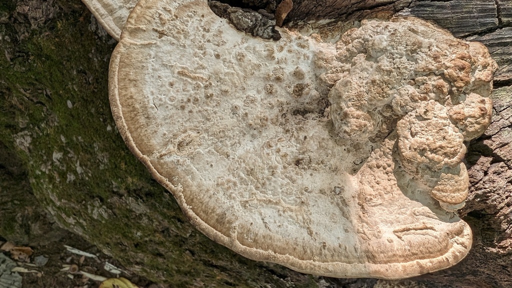 Fomitopsis dickinsii · November 2023 · photo: © atsushi_nakajima_cirque (iNaturalist, cc-by)