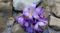 Crocus heuffelianus