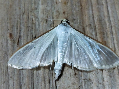Jasmine Moth photo 2