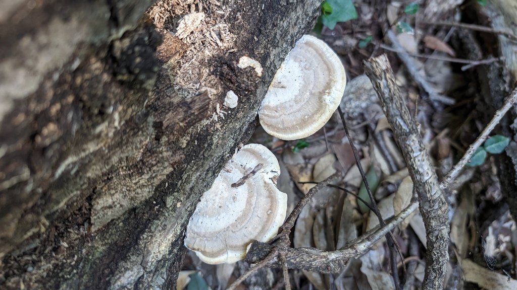 Trametes orientalis · November 2023 · photo: © atsushi_nakajima_cirque (iNaturalist, cc-by)