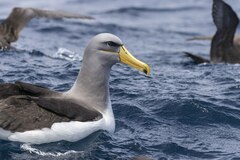 Chatham Albatross photo 5