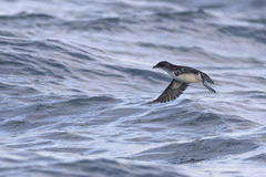 Common Diving Petrel photo 4