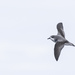 Pycroft's Petrel - Photo (c) Oscar Thomas, some rights reserved (CC BY-NC-ND), uploaded by Oscar Thomas