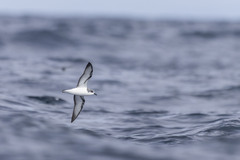 Pycroft's Petrel photo 5