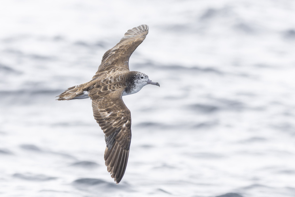 Streaked Shearwater photo