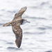 Streaked Shearwater - Photo (c) Oscar Thomas, some rights reserved (CC BY-NC-ND), uploaded by Oscar Thomas