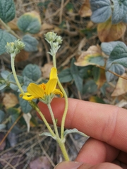 Bahiopsis reticulata