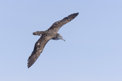 Streaked Shearwater photo 3