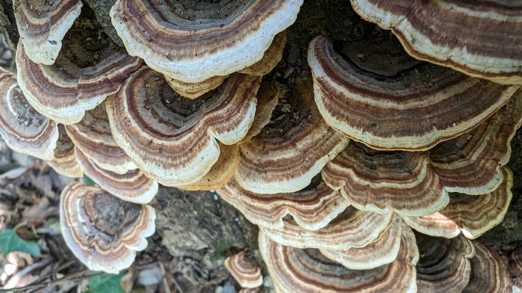 Microporus affinis · November 2023 · photo: © atsushi_nakajima_cirque (iNaturalist, cc-by)