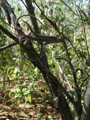 Tillandsia intermedia