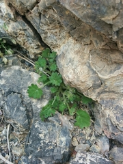 Phacelia rotundifolia