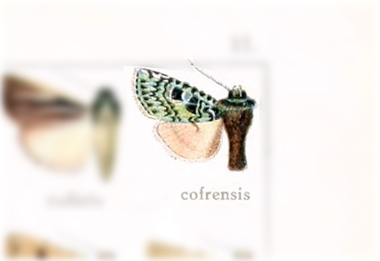 Richia cofrensis