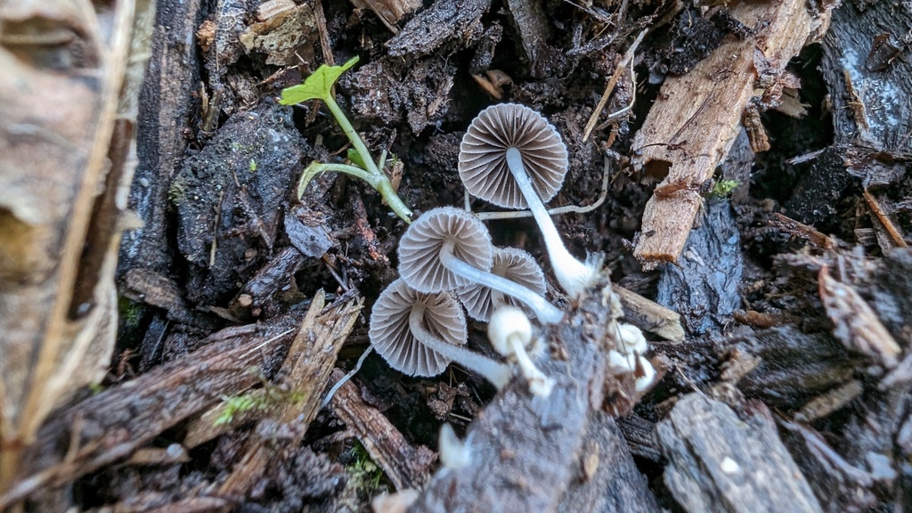 Coprinellus disseminatus · November 2023 · photo: © atsushi_nakajima_cirque (iNaturalist, cc-by)