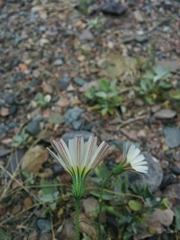 Calycoseris wrightii