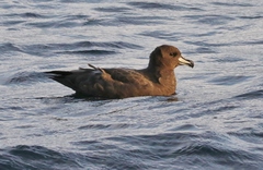 Procellaria westlandica