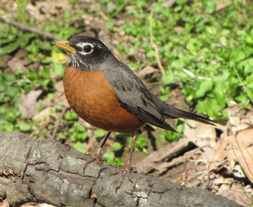American Robin photographed in North Carolina