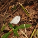 Leptosia nina