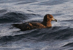 Procellaria westlandica